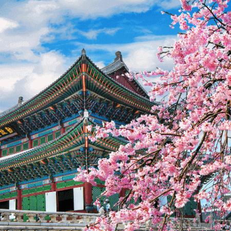 Tips for Booking Affordable Flights to Cherry Blossom Japan