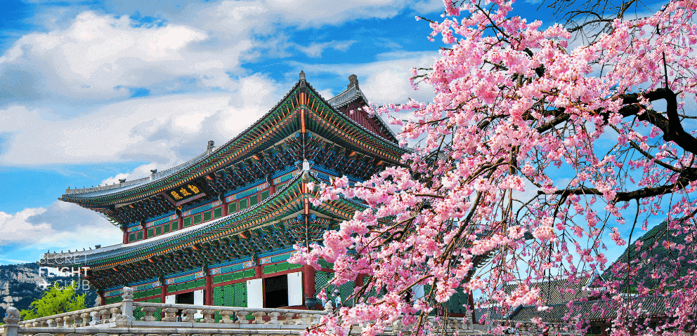 Tips for Booking Affordable Flights to Cherry Blossom Japan